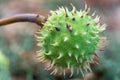 Spiky chestnut in green skin close up. Fruit tricuspid spiny capsule.