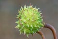 Spiky chestnut in green skin close up. Fruit tricuspid spiny capsule.