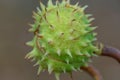 Spiky chestnut in green skin close up. Fruit tricuspid spiny capsule.