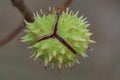 Spiky chestnut in green skin close up. Fruit tricuspid spiny capsule.