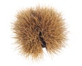 Spiky chestnut shell Royalty Free Stock Photo