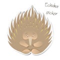 Spiky echidna sticker patch isolated on white background