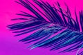 Spiky feathery palm leaf on duotone purple violet pink background. Trendy neon colors. Toned. Minimalist style