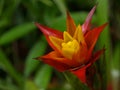 Spiky flower Royalty Free Stock Photo