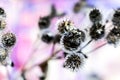 Spiky flower in autumn