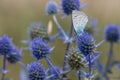 Spiky flower. Blue thistle flowers, Eryngium planum, blue eryngo. Flowering purple wild thistles. Blue butterfly on a Royalty Free Stock Photo