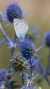 Spiky flower. Blue thistle flowers, Eryngium planum, blue eryngo. Flowering purple wild thistles. Blue butterfly on a Royalty Free Stock Photo