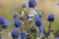 Spiky flower. Blue thistle flowers, Eryngium planum, blue eryngo. Flowering purple wild thistles. Blue butterfly on a Royalty Free Stock Photo