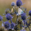 Spiky flower. Blue thistle flowers, Eryngium planum, blue eryngo. Flowering purple wild thistles. Blue butterfly on a Royalty Free Stock Photo