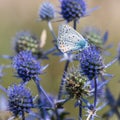 Spiky flower. Blue thistle flowers, Eryngium planum, blue eryngo. Flowering purple wild thistles. Blue butterfly on a Royalty Free Stock Photo