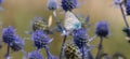 Spiky flower. Blue thistle flowers, Eryngium planum, blue eryngo. Flowering purple wild thistles. Blue butterfly on a Royalty Free Stock Photo