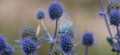 Spiky flower. Blue thistle flowers, Eryngium planum, blue eryngo. Flowering purple wild thistles. Blue butterfly on a Royalty Free Stock Photo