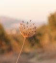 A spiky flower in focus and the background is blurred Royalty Free Stock Photo