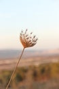 A spiky flower in focus and the background is blurred Royalty Free Stock Photo