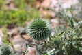 Spiky flower head Royalty Free Stock Photo