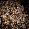 Spiky flowers with delicate pink ones that grow in lava on Mt. Etna