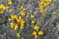 Spiky Gorse bush with yellow blossoms