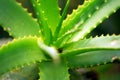 Spiky green Royalty Free Stock Photo