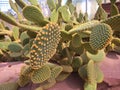 Spiky green cactus