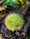 Spiky green chestnut shell Royalty Free Stock Photo