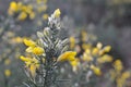 Spiky Gorse bush with yellow blossoms