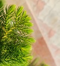 spiky leaf on a beautiful plant