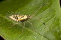 Spiky leaf footed bug nymph (later stage: side vie