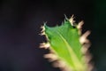 Spiky leaf