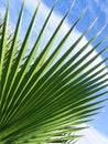 Spiky leaves