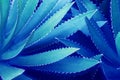 Spiky Leaves of Agave Plant in Blue Tone Color as Natural Background Royalty Free Stock Photo