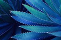 Spiky Leaves of Agave Plant in Blue Tone Color Natural Pattern Background Royalty Free Stock Photo