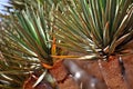 Spiky leaves of Dragon tree Royalty Free Stock Photo