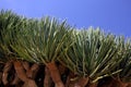 Spiky leaves of Dragon tree Royalty Free Stock Photo