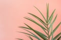 Spiky Palm Tree Leaf on Pink Peachy Wall Background. Room Plant Interior Decoration. Hipster Funky Style Pastel Colors