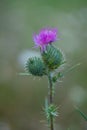 Spiky pink purple flowers of Common thistle Cirsium vulgare weed plant in wild meadow in Vaud, Switzerland Royalty Free Stock Photo