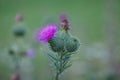 Spiky pink purple flowers of Common thistle Cirsium vulgare weed plant in wild meadow in Vaud, Switzerland Royalty Free Stock Photo