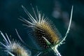 Spiky plant Royalty Free Stock Photo