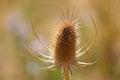 Spiky plant Royalty Free Stock Photo