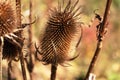 Spiky plant