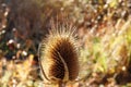 Spiky plant in a meadow Royalty Free Stock Photo