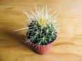 Spiky potted cactus close-up Royalty Free Stock Photo