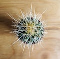 Spiky potted cactus close-up Royalty Free Stock Photo