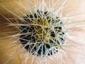 Spiky potted cactus close-up Royalty Free Stock Photo