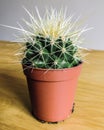 Spiky potted cactus close-up Royalty Free Stock Photo