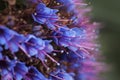 Spiky purple flower
