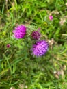 Spiky purple pink thistle wildflower