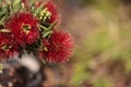 Spiky red puff flower Calliandra haematocephala Royalty Free Stock Photo