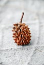 Spiky Seed Royalty Free Stock Photo