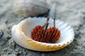 Spiky Seed on seashell Royalty Free Stock Photo