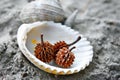 Spiky Seed on seashell Royalty Free Stock Photo